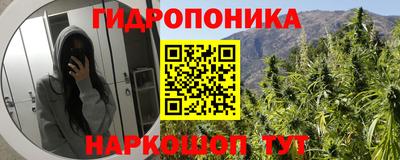 шишки Гай