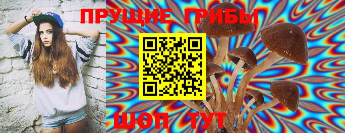 Галлюциногенные грибы Psilocybe Нововоронеж